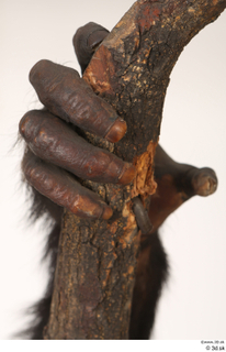 Chimpanzee Bonobo hand 0010.jpg